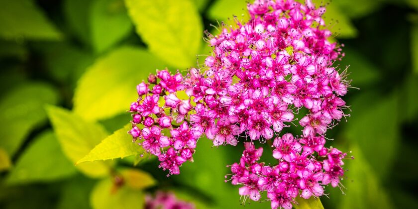 spirea del Giappone