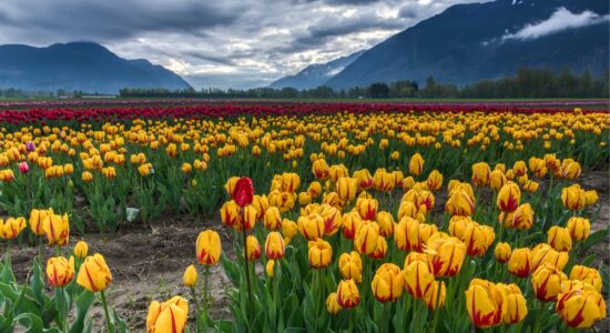 tulipani