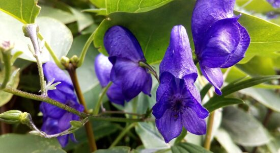 Aconitum