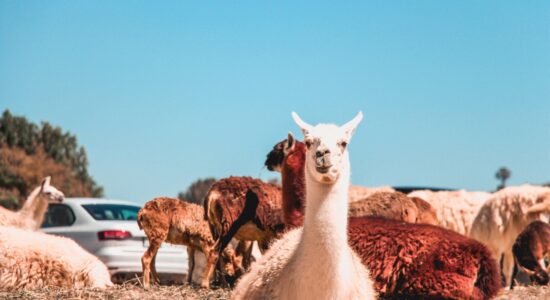 Alpaca