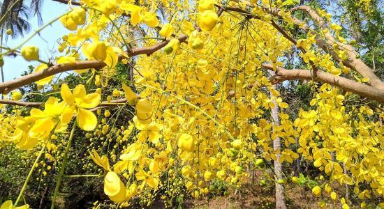 Cassia fistula