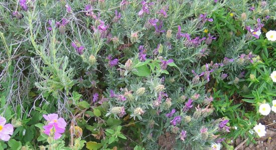 Lavanda stoechas