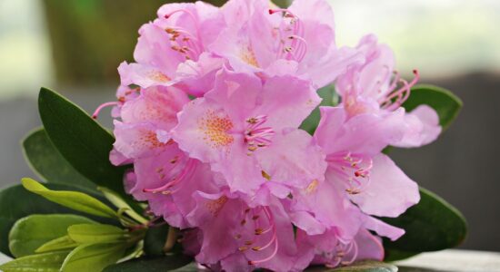 azalea