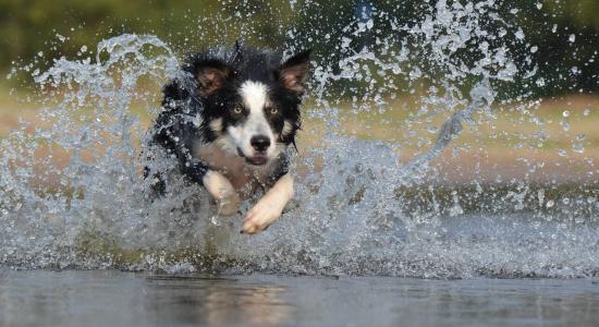border collie