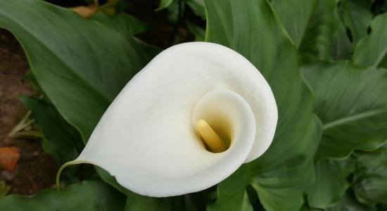 calla