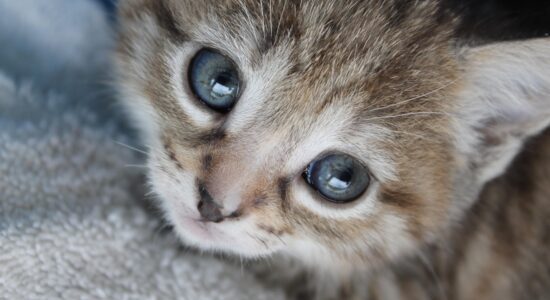 gattino