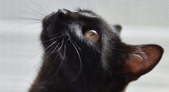 gatto