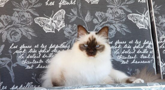 gatto