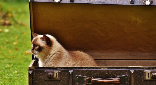 gatto