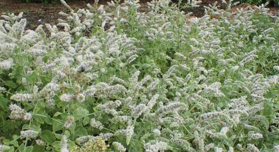 menta