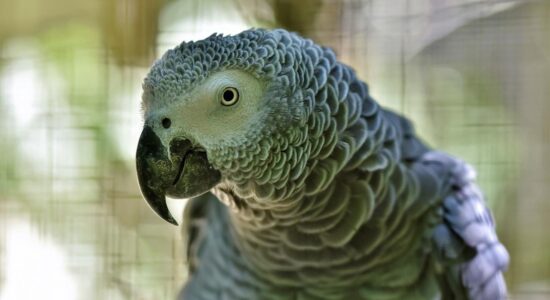 pappagallo Cenerino