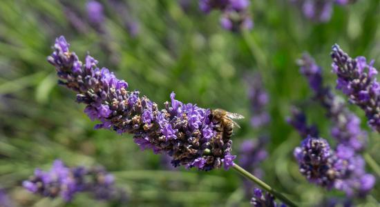 pianta lavanda