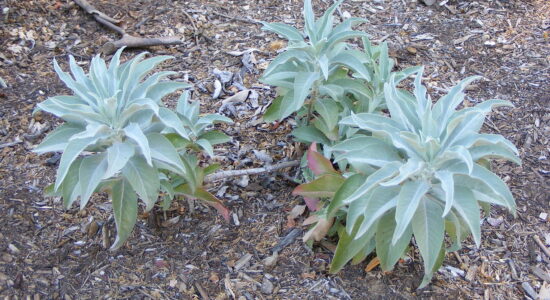 salvia bianca