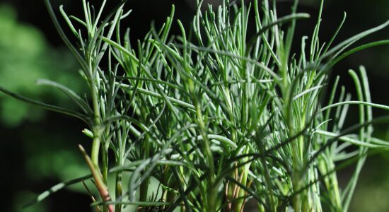 verdura agretti