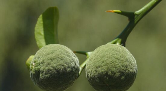 yuzu