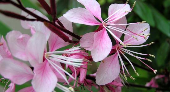 Gaura