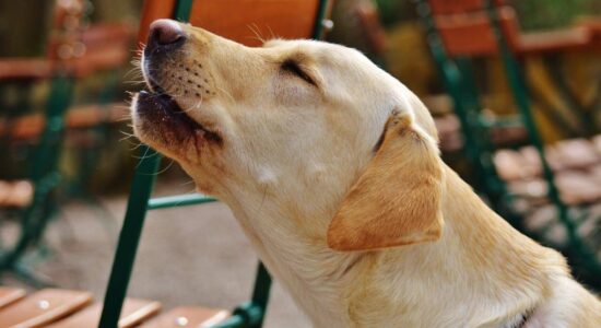 cane