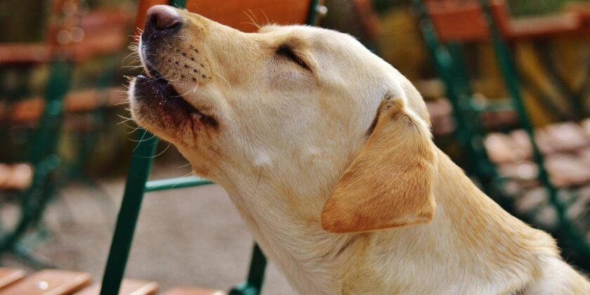 cane