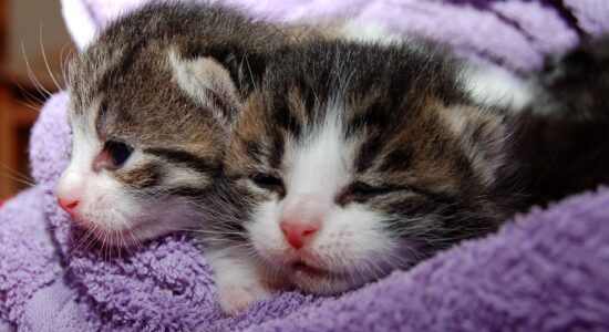 gatto