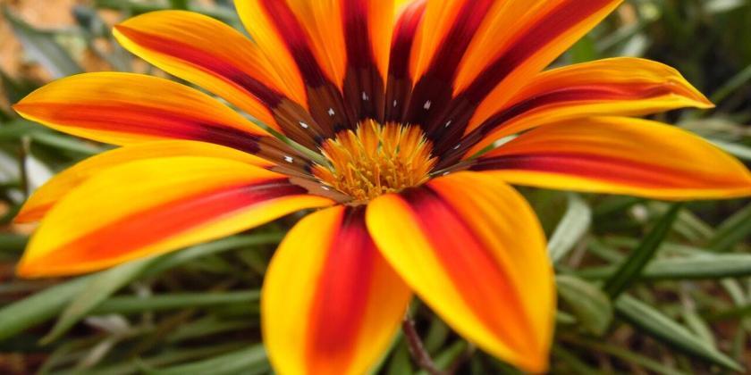 gazania