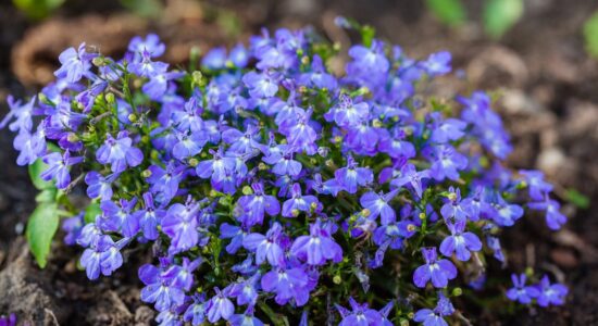 lobelia