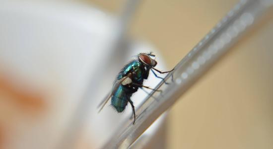 mosca