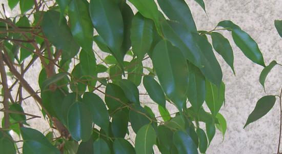 pianta di Ficus benjamin