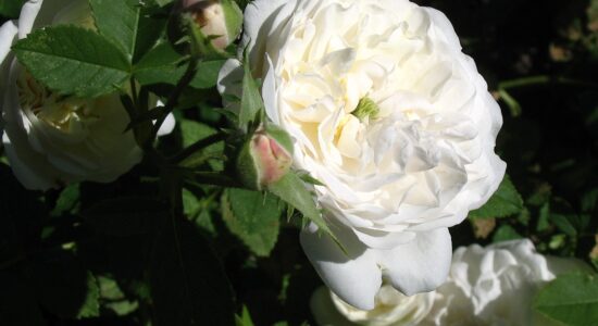 rosa alba