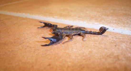 scorpioni