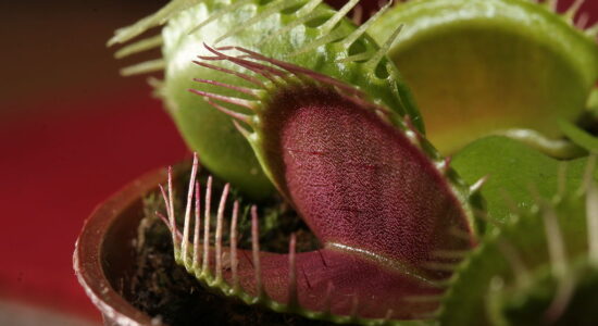 Dionaea