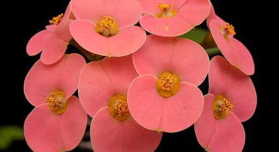Euphorbia