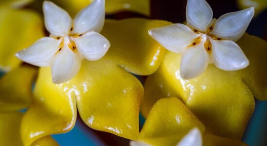 Hoya carnosa