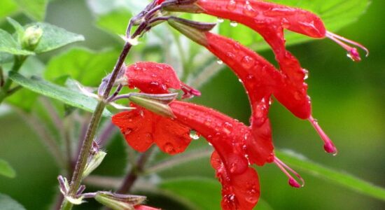 Salvia coccinea