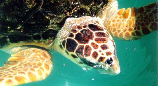 tartaruga