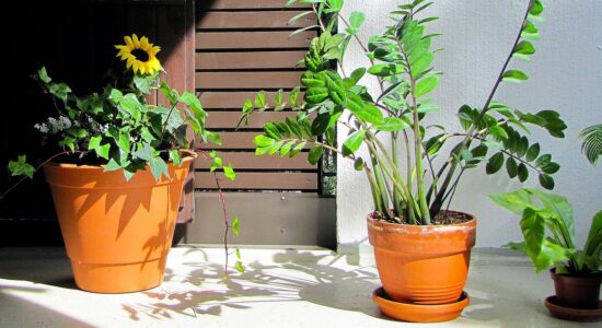Zamioculcas
