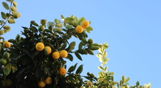 albero di limone