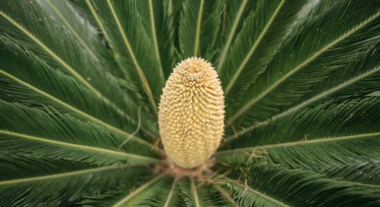 cycas
