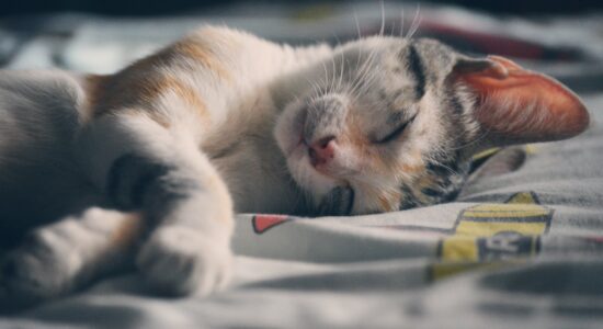 gatto