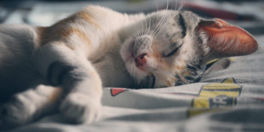 gatto