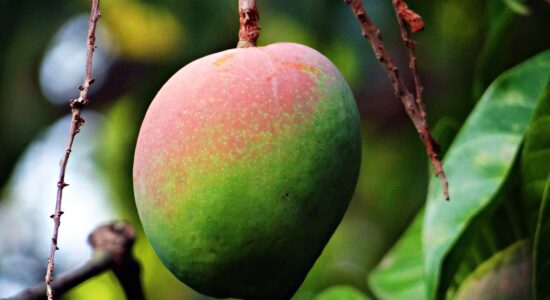 mango