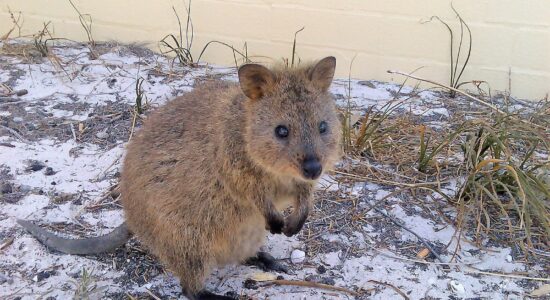 quokka