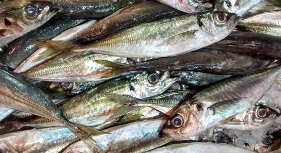 sarde