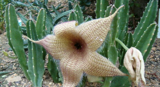 stapelia