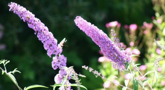 Buddleja