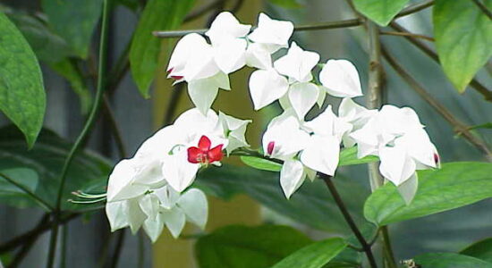 piante