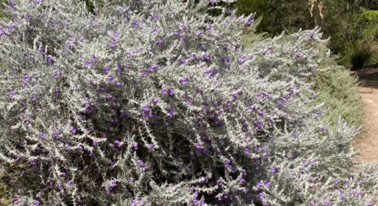 Eremophila