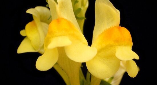 Linaria Vulgaris