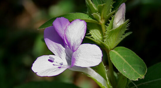 barleria cristata