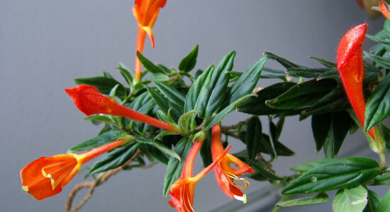 columnea
