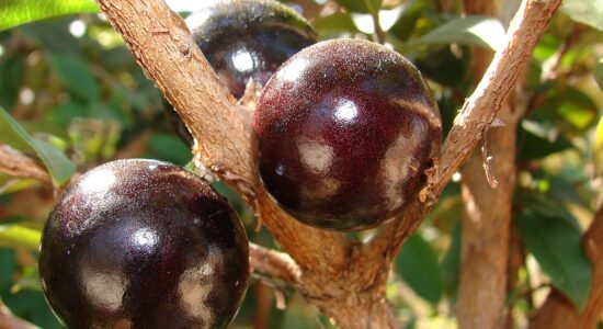 frutti jabuticaba